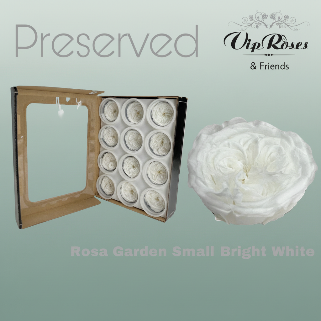 Preserved Garden Rose - Plastic