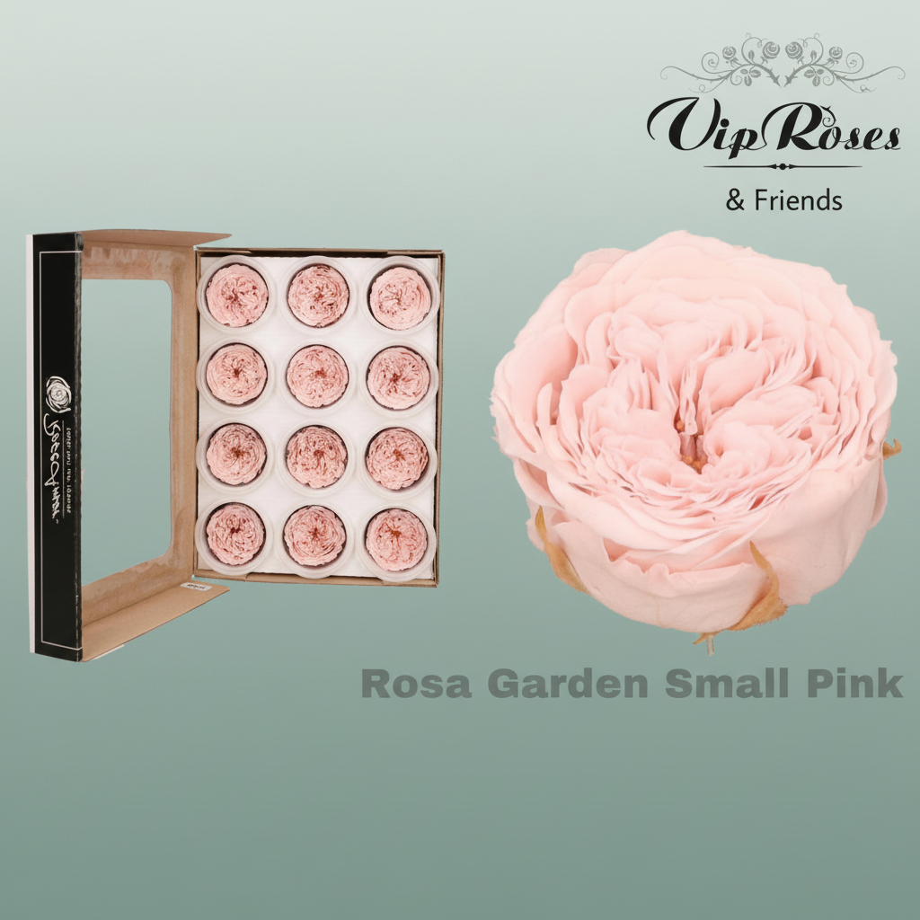 Rose Preserved Garden Small Pink