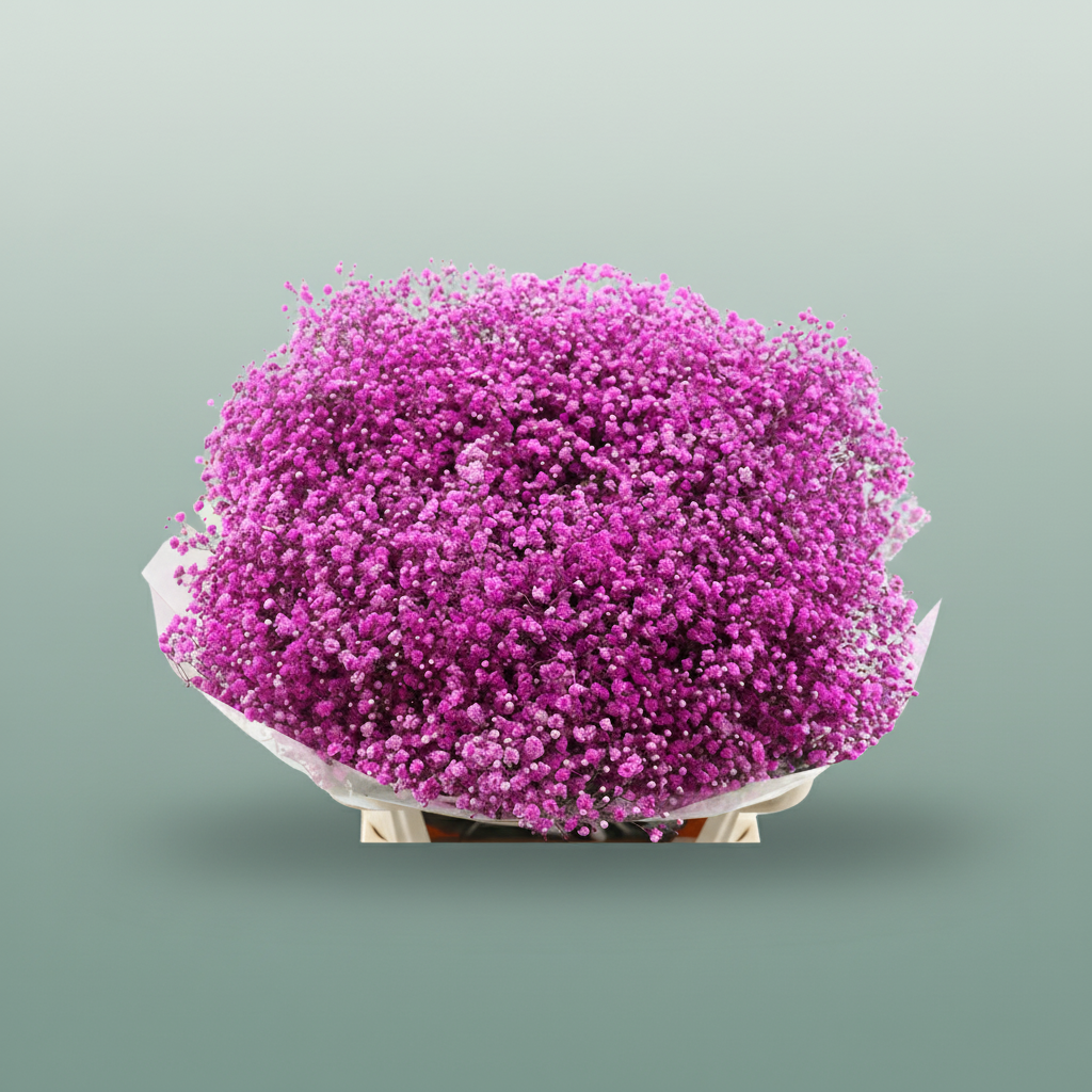 Gypsophila - Gypsophila Other - Pink Hot