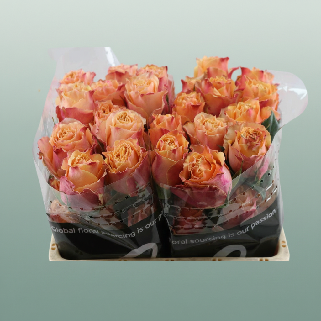Rose - Carpe Diem