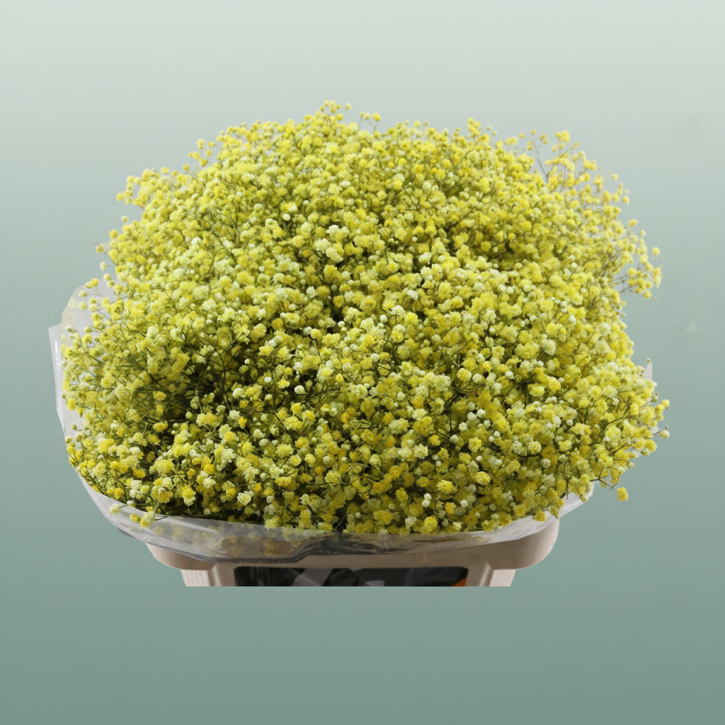Dyed Yellow Gypsophila - Gypsophila