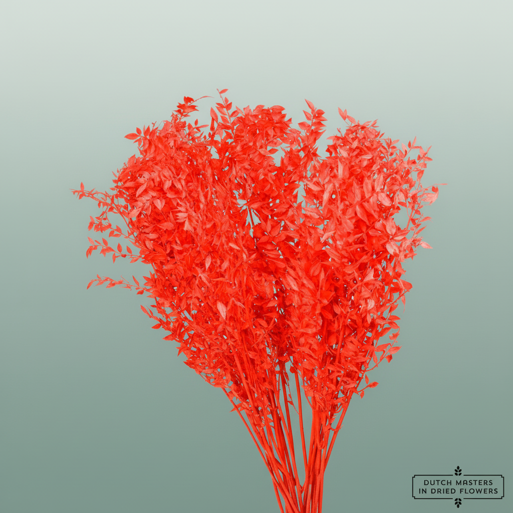 Pres Ruscus Red