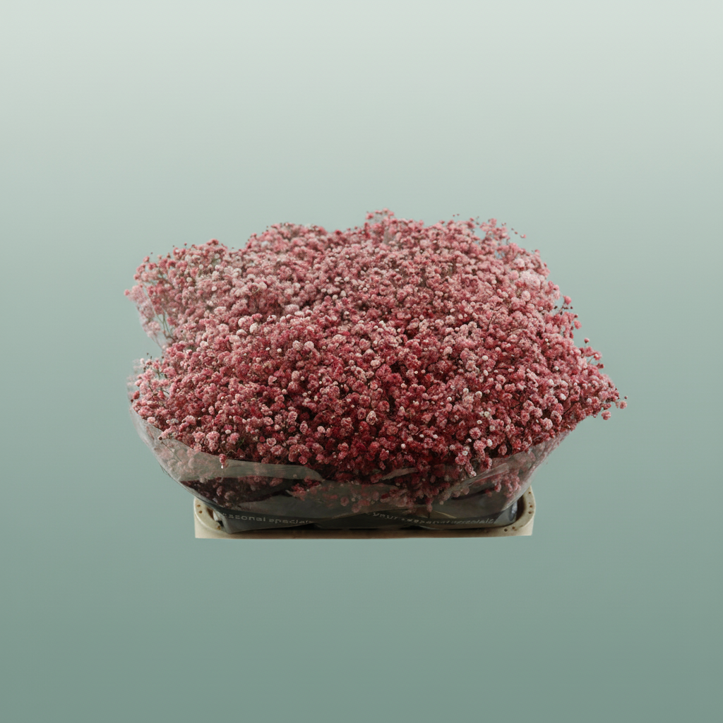 Gypsophila - Gypsophila Other