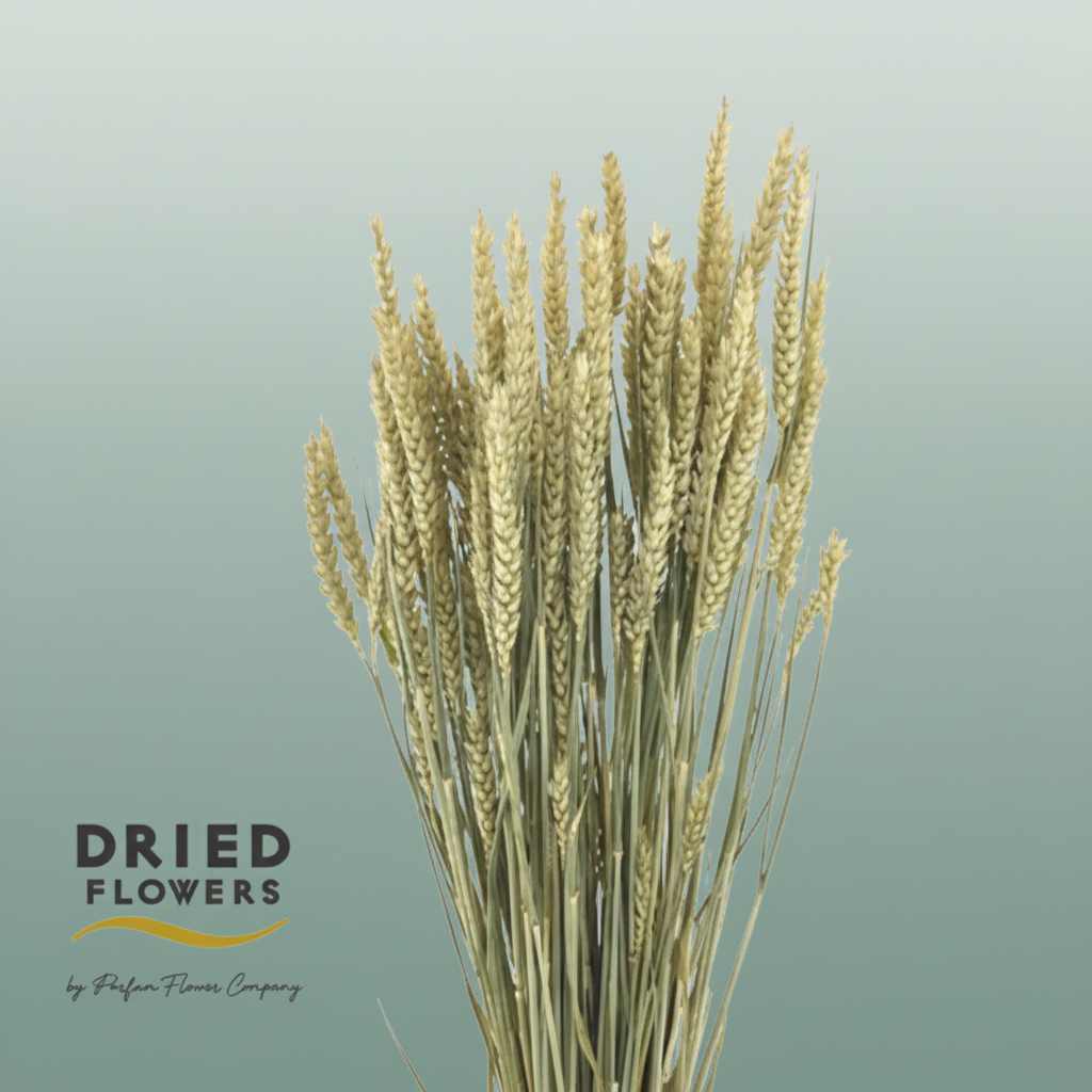 Dried Tarwe