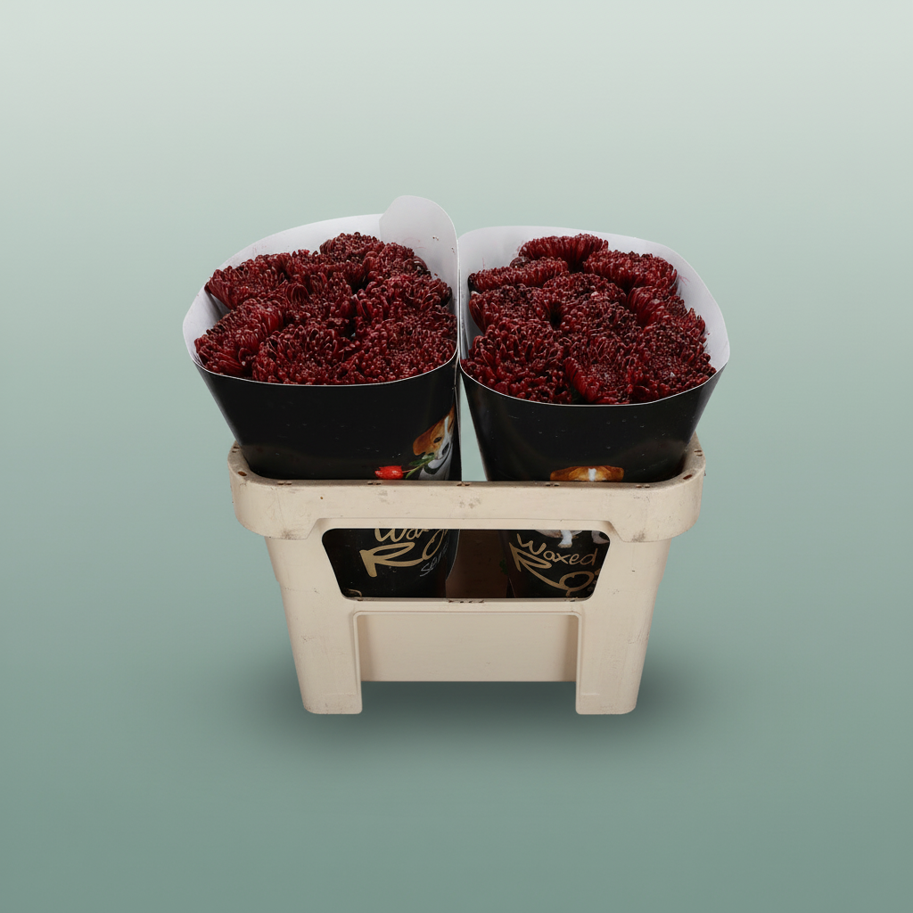 Wax Chrysanthemum Bordeaux