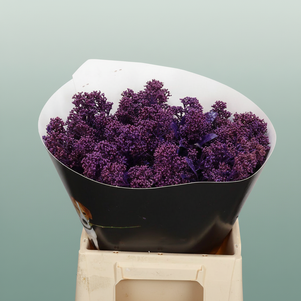 Wax Skimmia