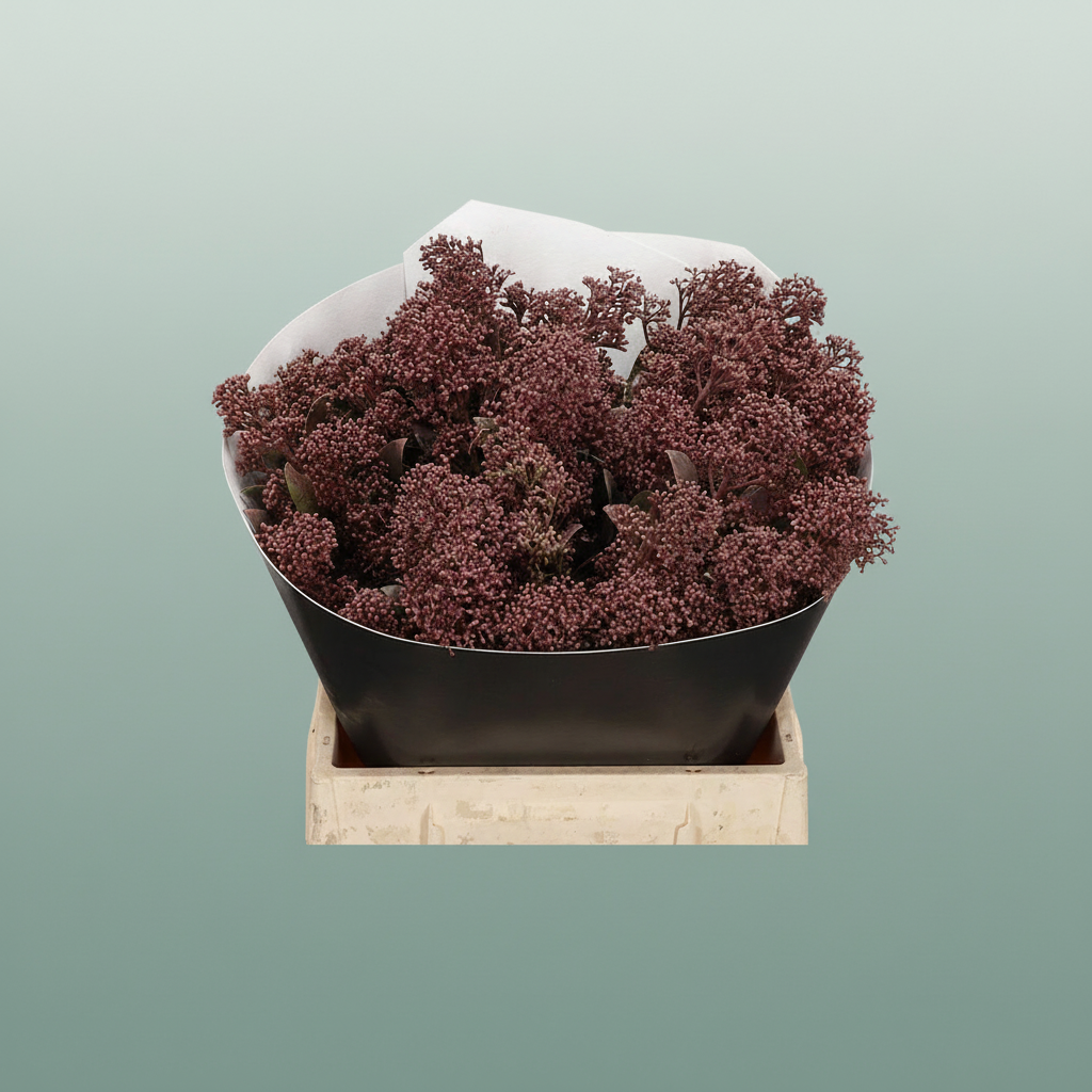 Wax Skimmia