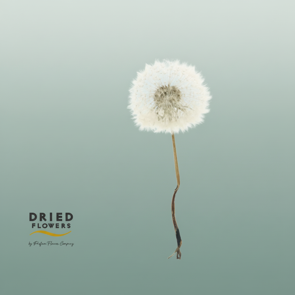 Dried Bleached Dandelion Regular Sunset