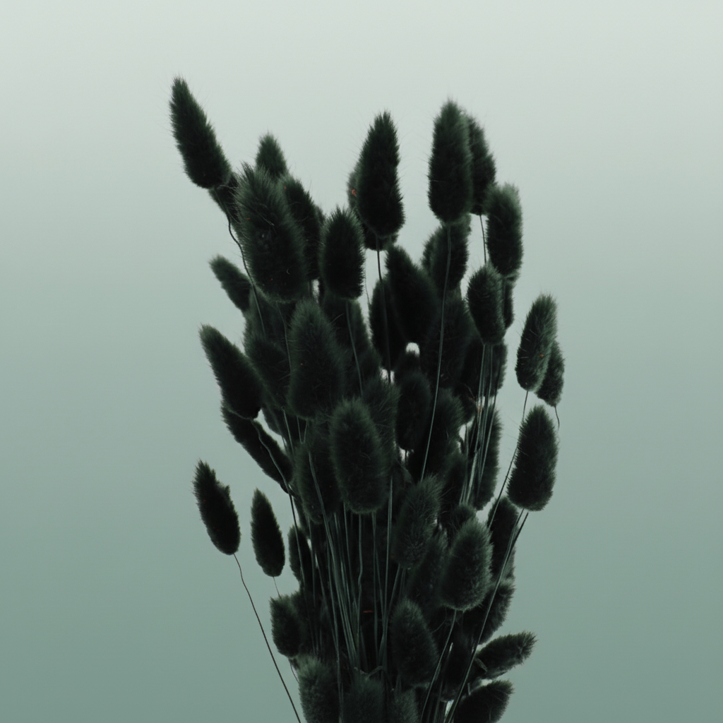 Dried Lagurus Black