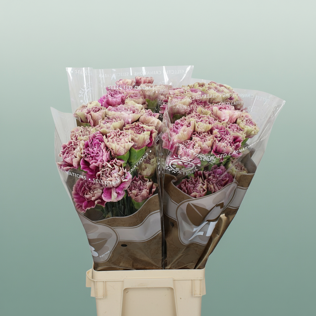 Standard Carnation - Dianthus - Antigua