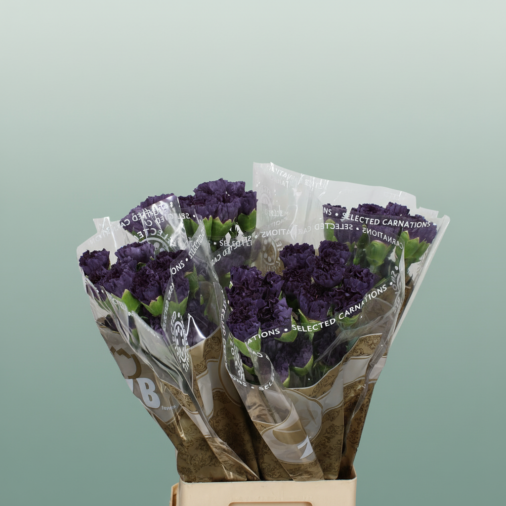 Carnation - Dianthus - Extasis