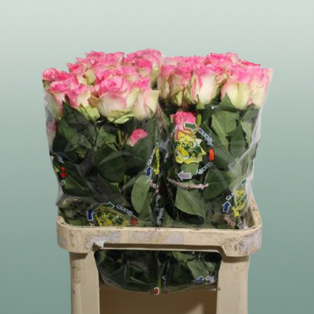 Rose Eq Malibu