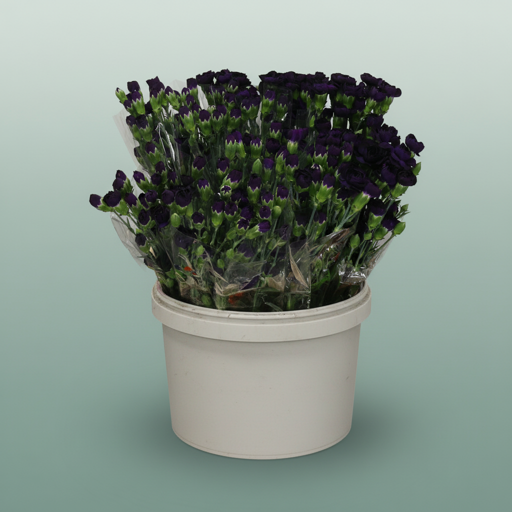 Spray Carnation - Dianthus - Florigene Moonvelvet