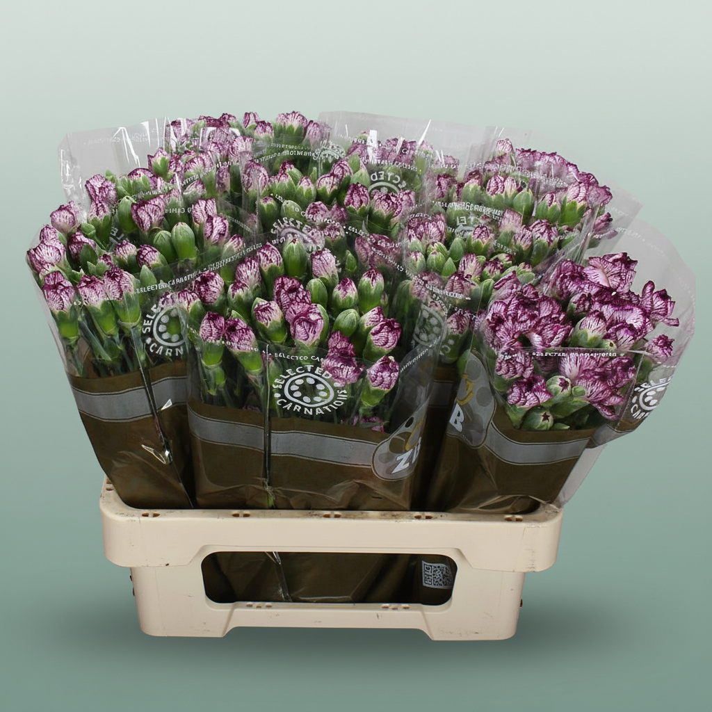 Spray Carnation - Dianthus - Spectro