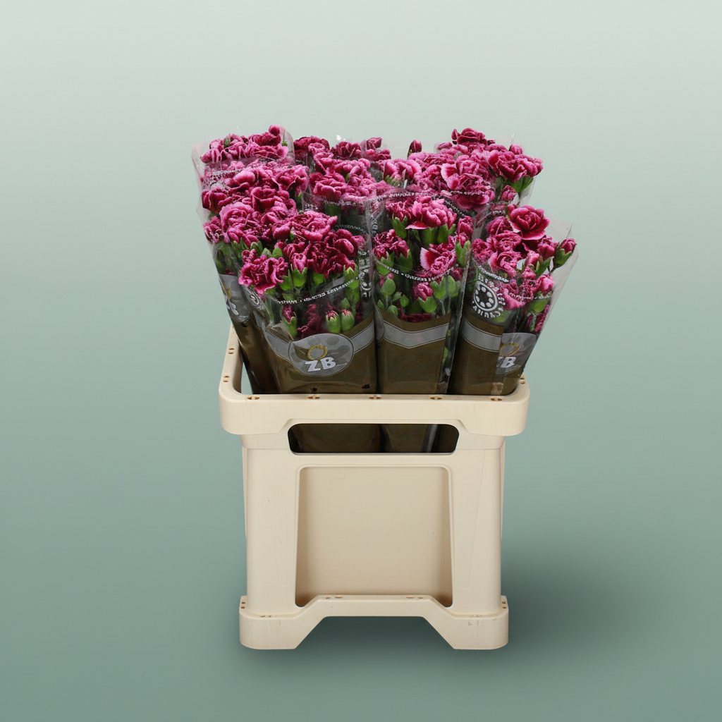 Spray Carnation - Dianthus - Berry