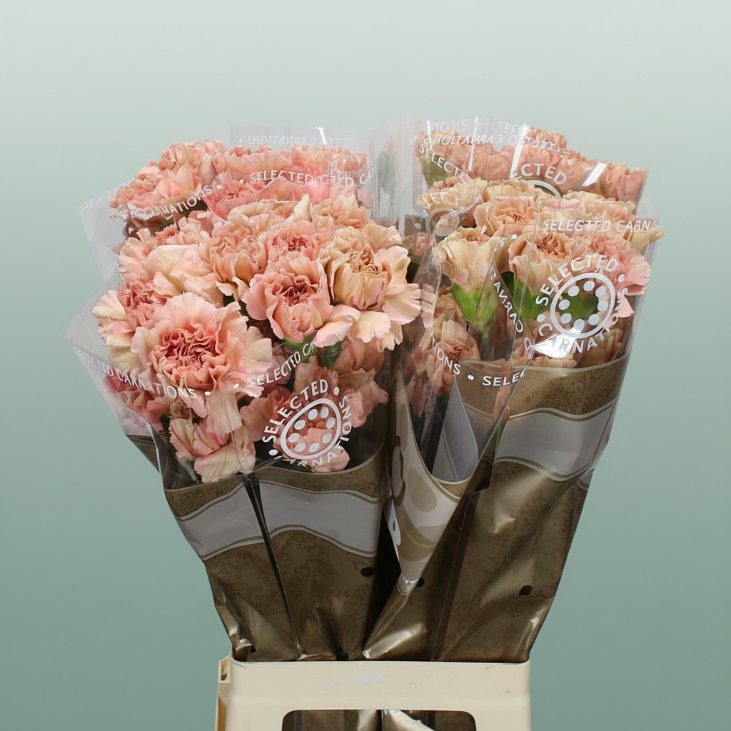 Standard Carnation - Dianthus - Caramel