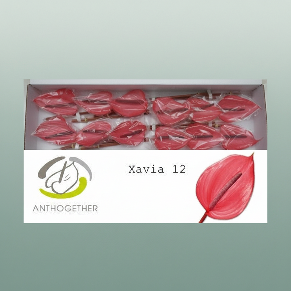Red Anthurium Xavia Cut Stems – 45cm
