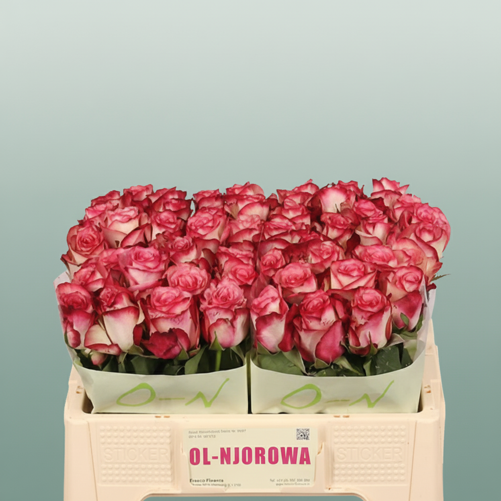 Rose - Rosa - Paloma