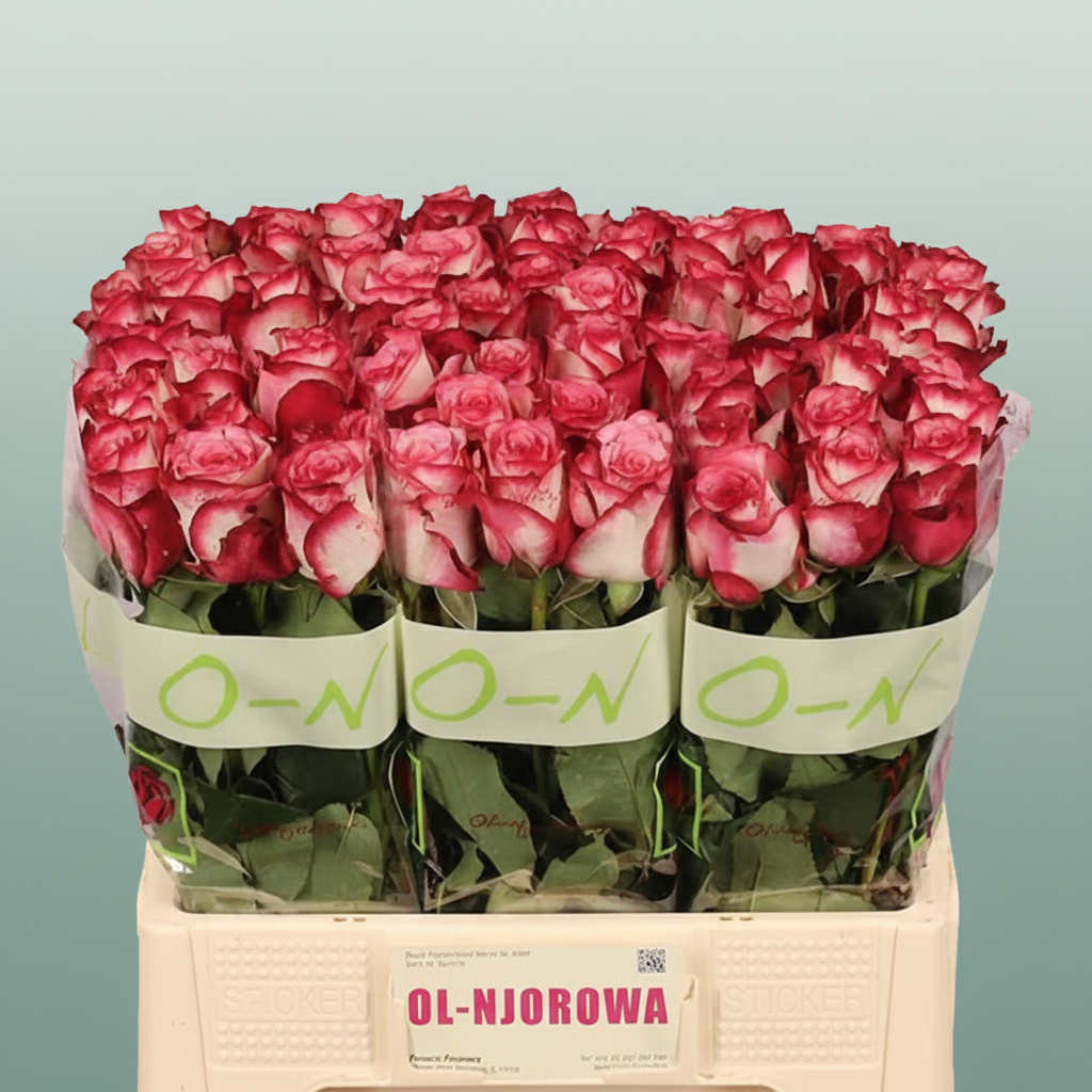 Rose - Rosa - Paloma