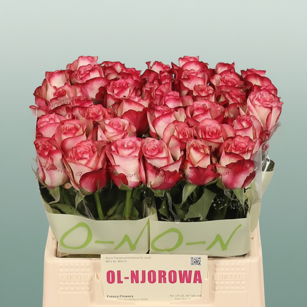 Rose - Rosa - Paloma