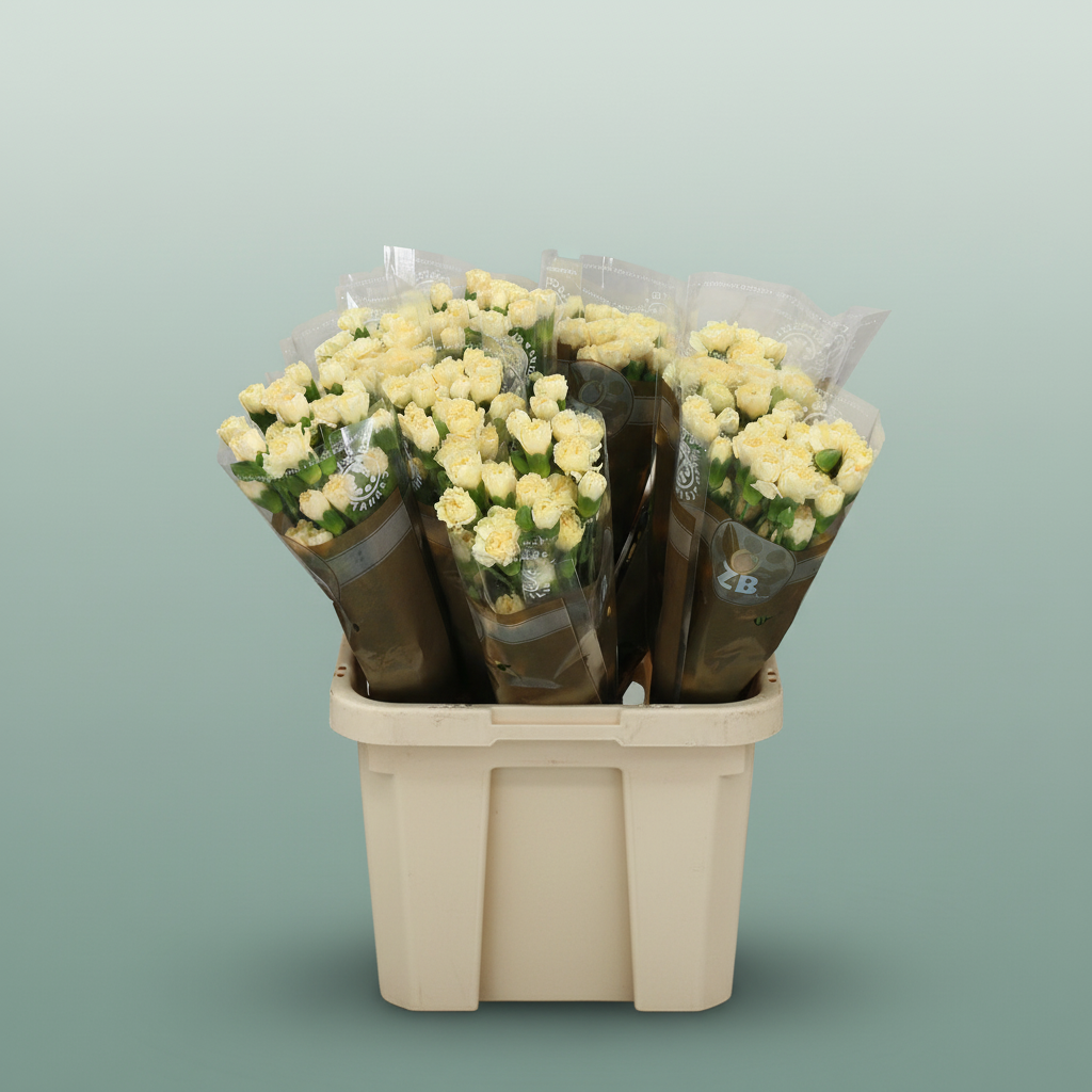 Spray Carnation - Dianthus - Creme Intermez