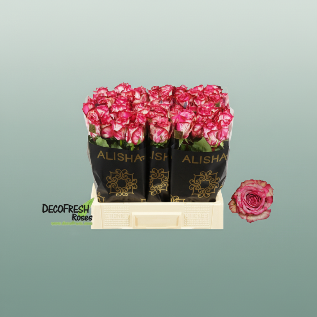 Rose - Rosa - Barracuda