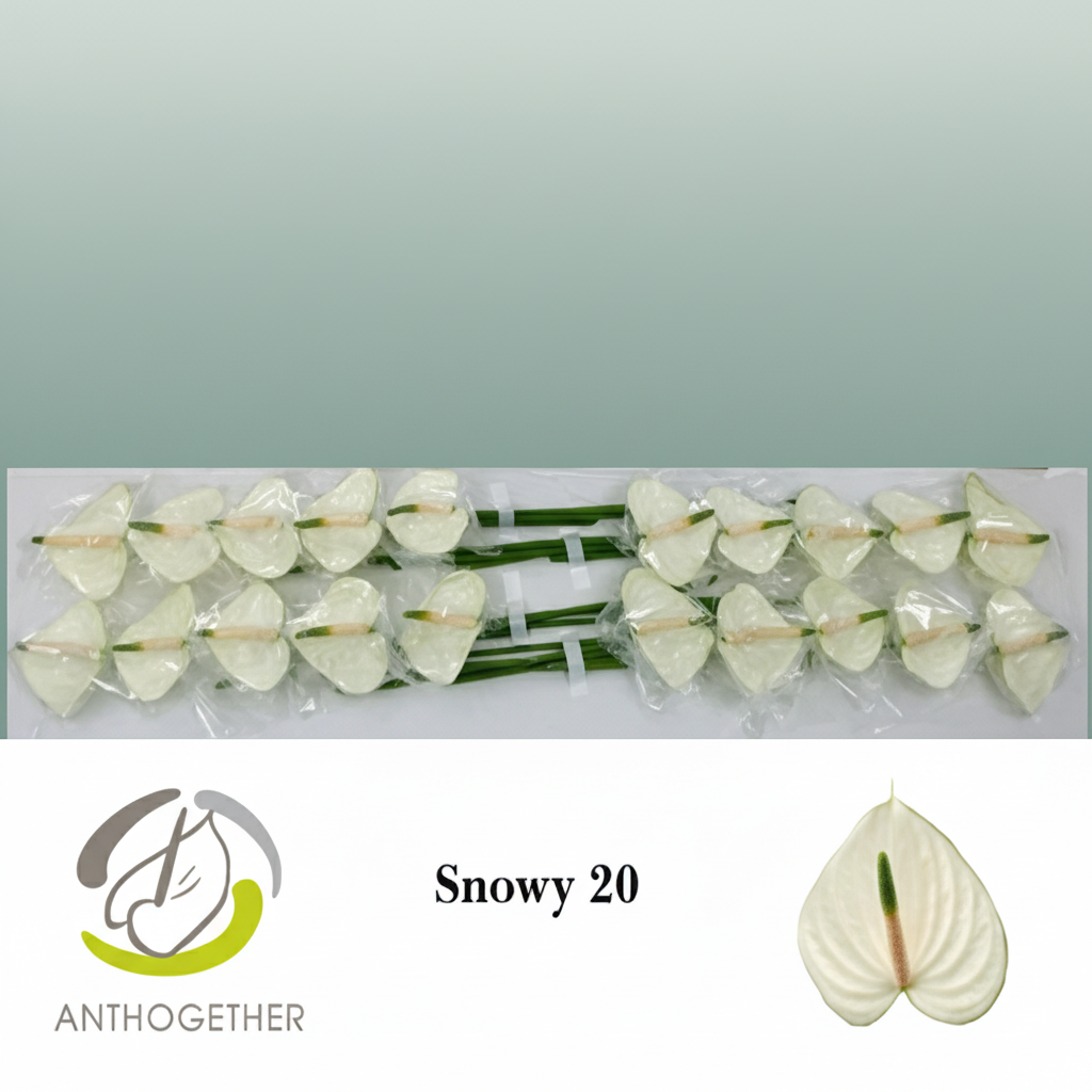 White Anthurium ‘Snowy’ – 35cm Stems