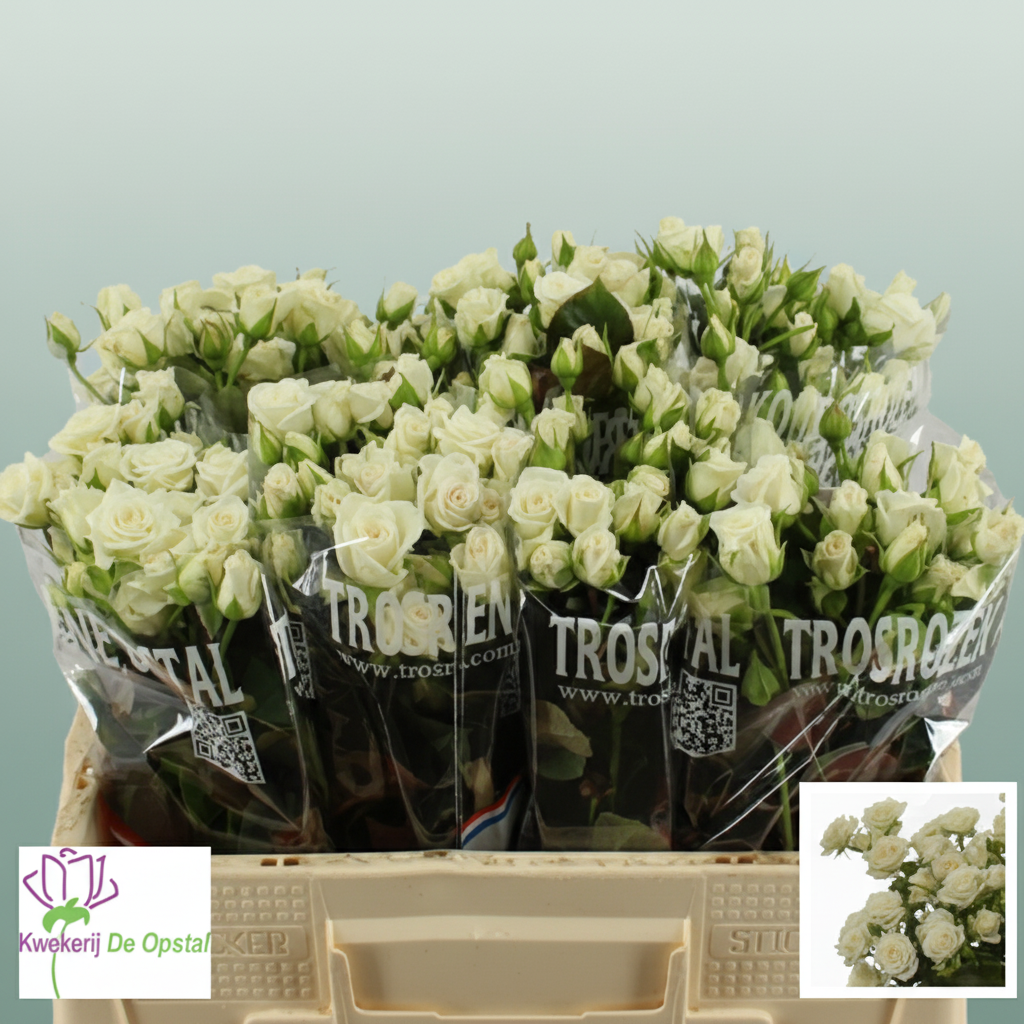 Spray Rose - Rosa - White Lady