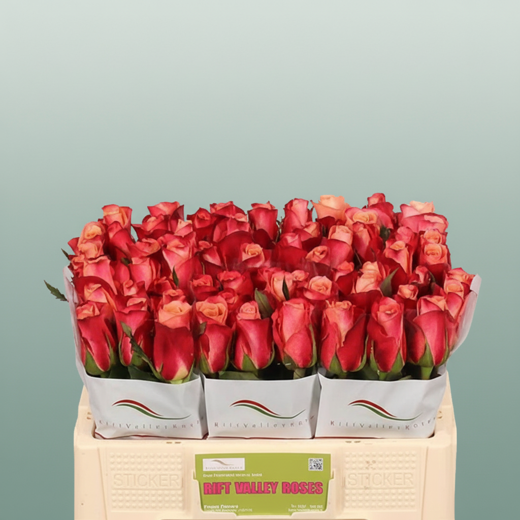 Rose - Rosa - Helene