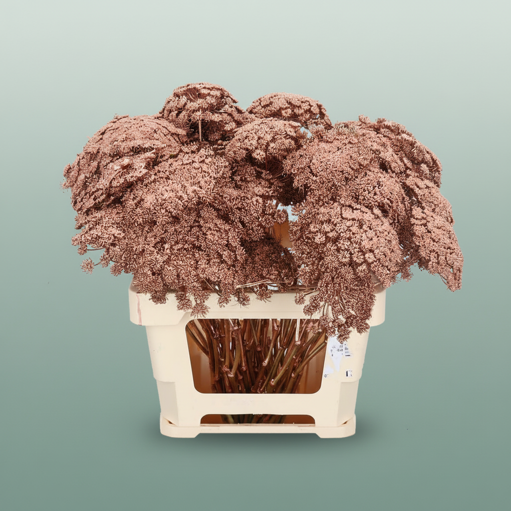 Ammi Dyed Copper
