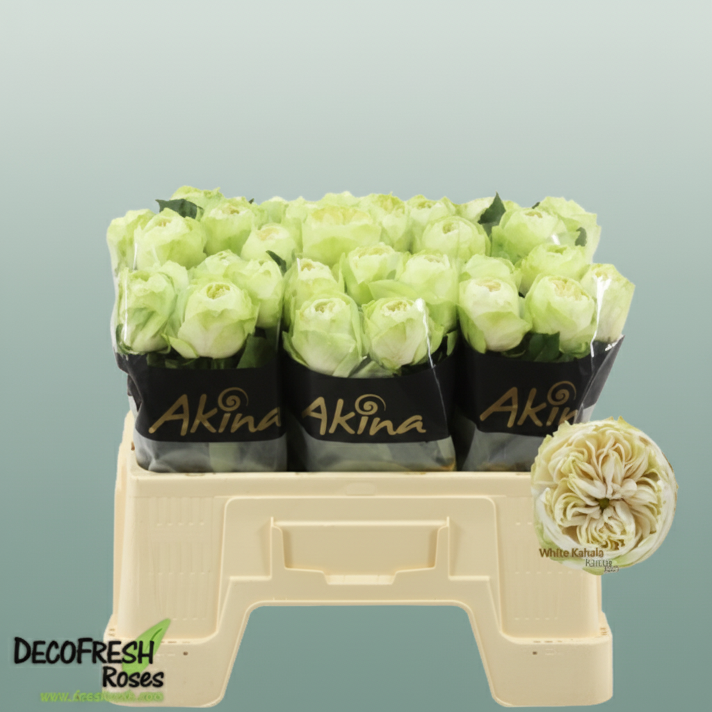 Rose - Rosa - White Kahala
