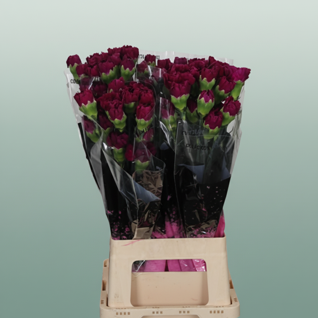 Carnation - Dianthus - Tonic Golem