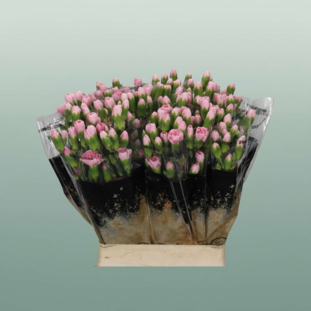 Spray Carnation - Dianthus - Pigeon