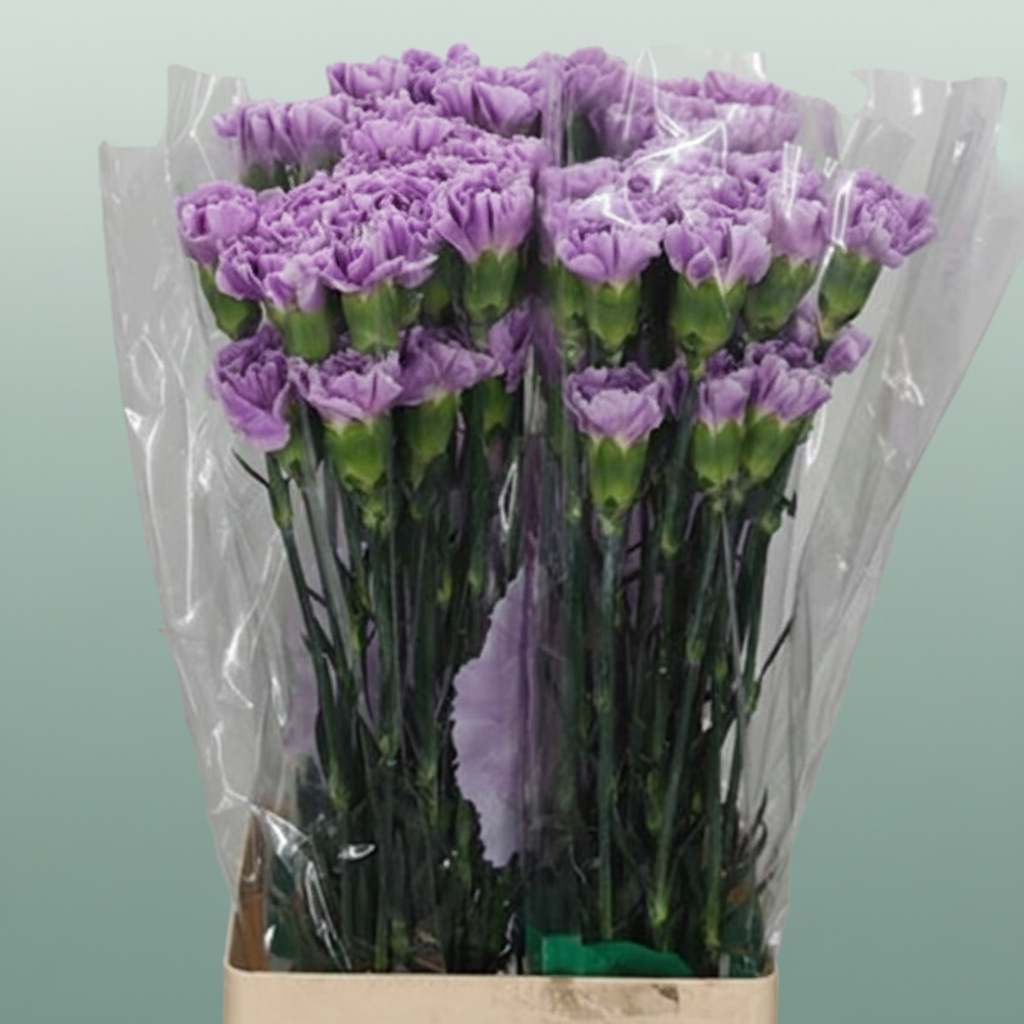 Standard Carnation - Dianthus - Florigene Moonaqua