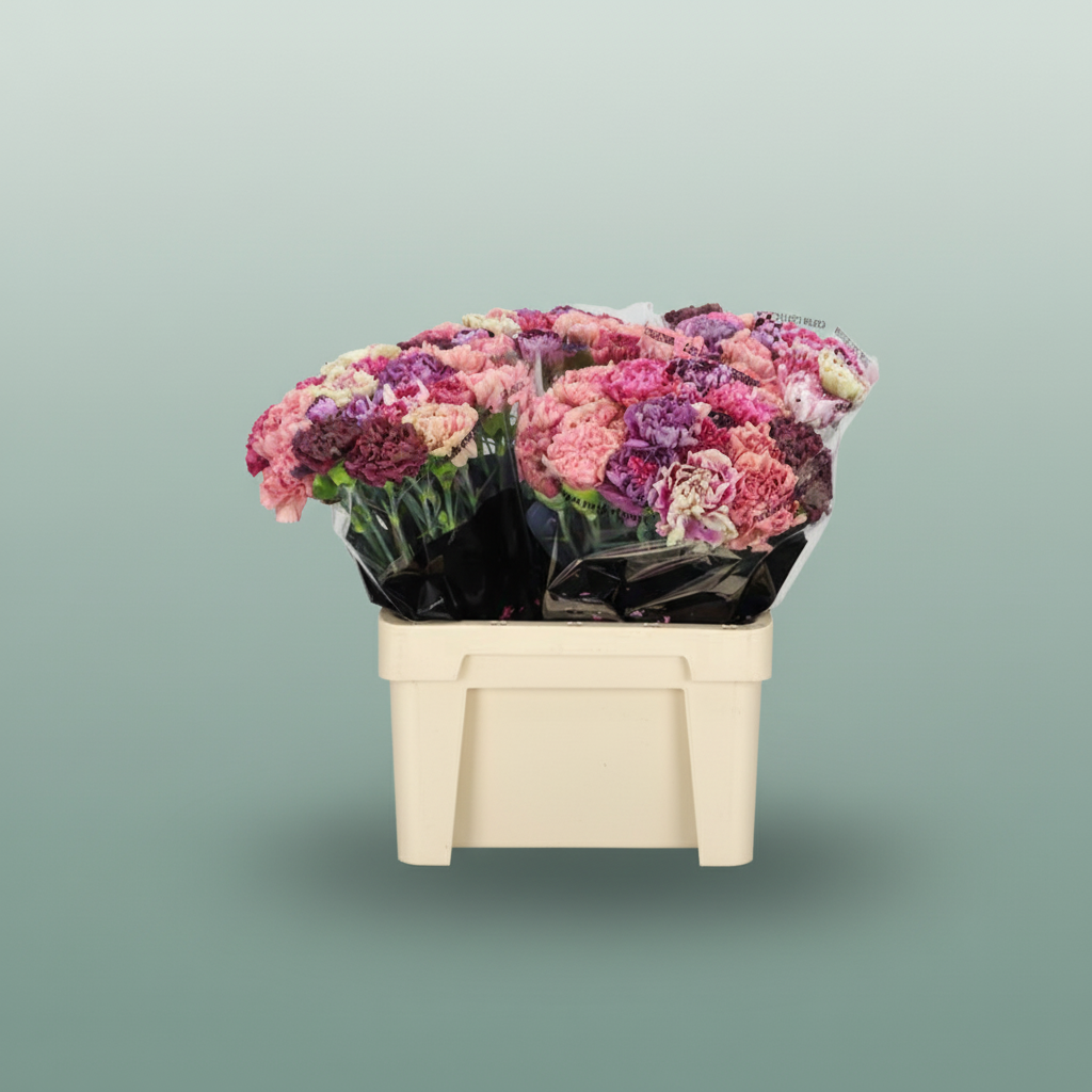 Carnation - Dianthus - Vintage Mix