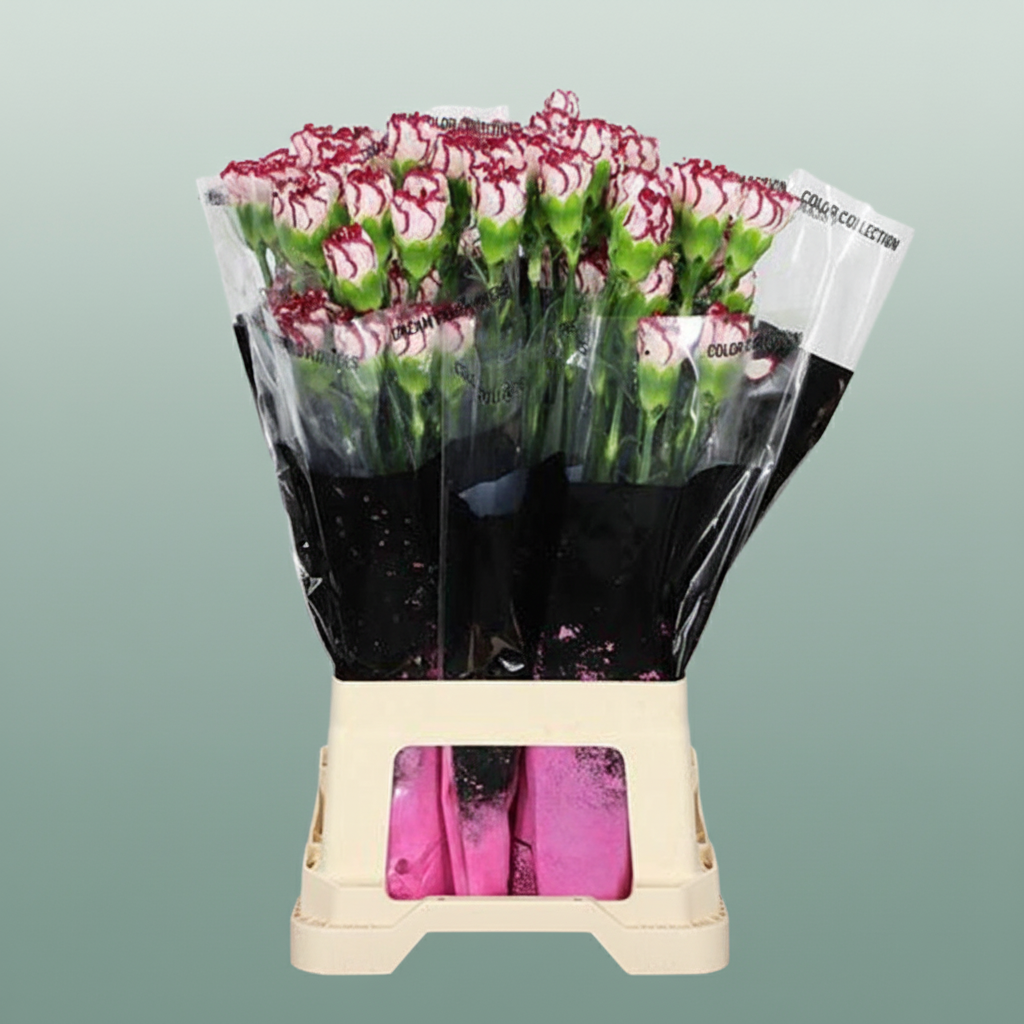 Standard Carnation - Dianthus - Olympia