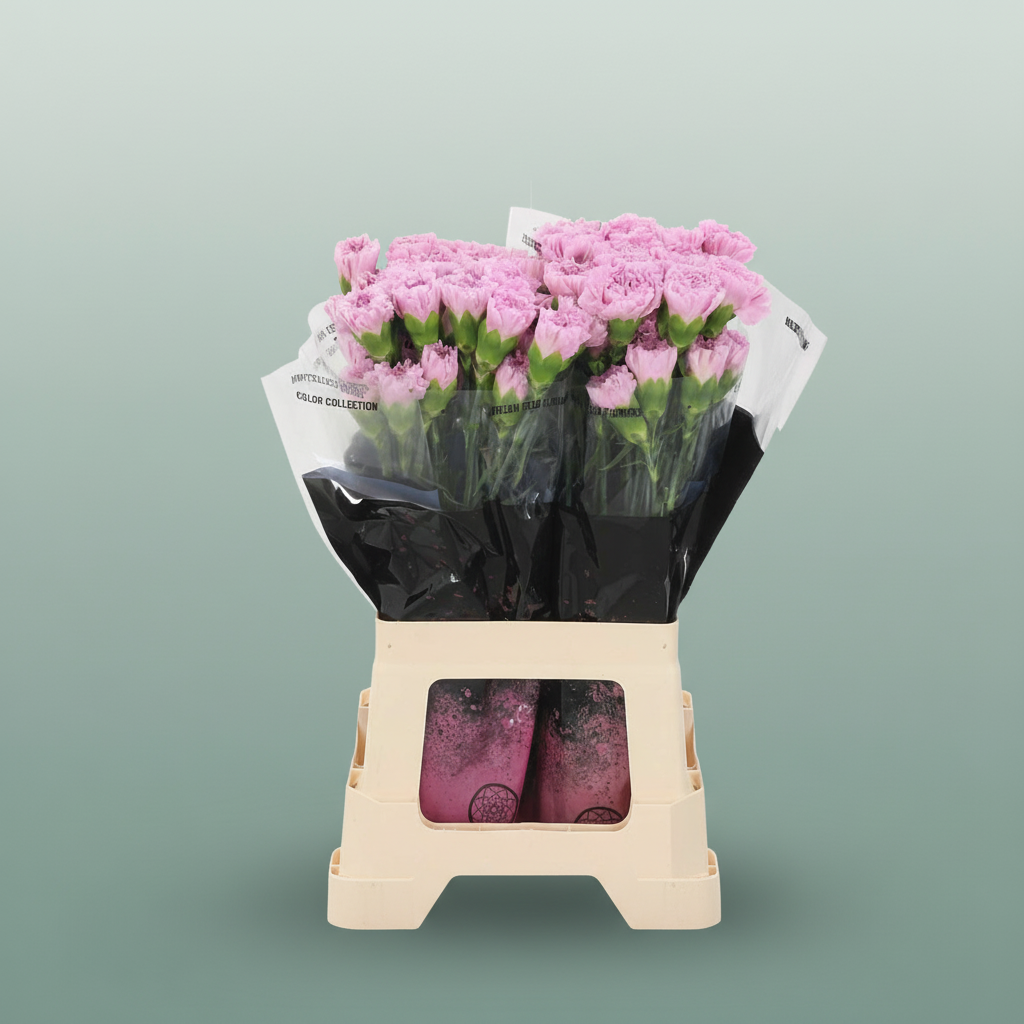 Standard Carnation - Dianthus - Clearwater