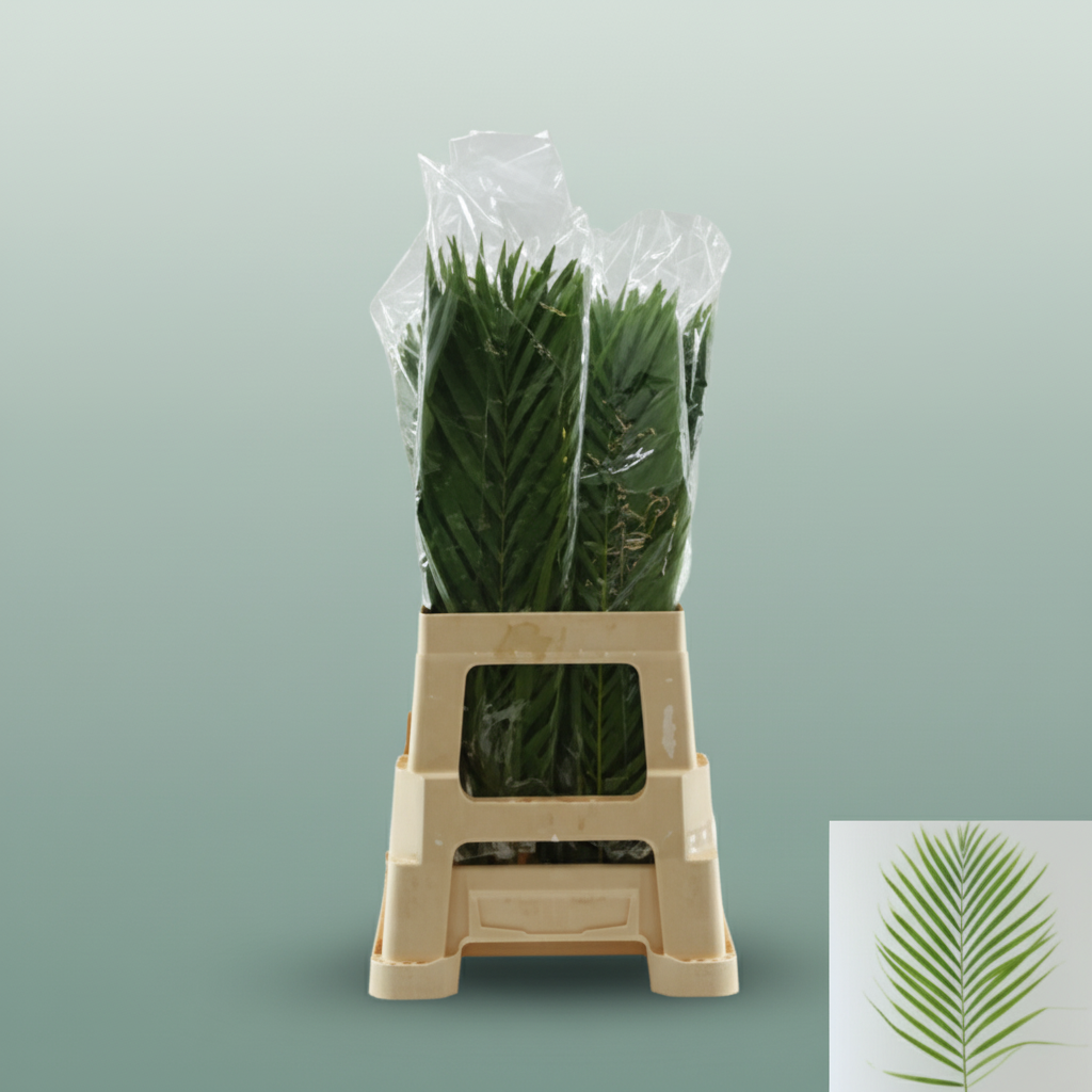 Cane Palm - Plastic