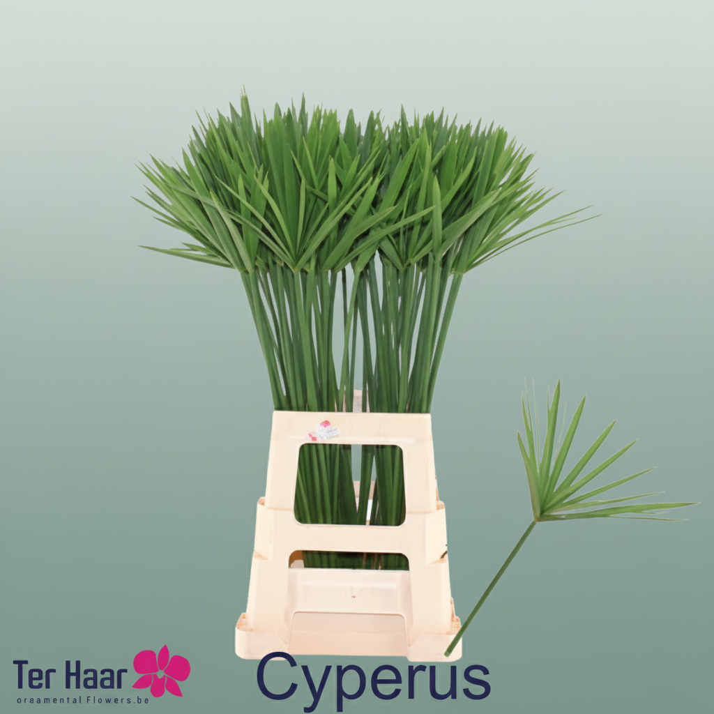 Cyperus Glaber - Plastic