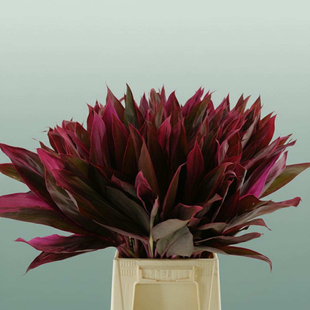Cordyline - Plastic