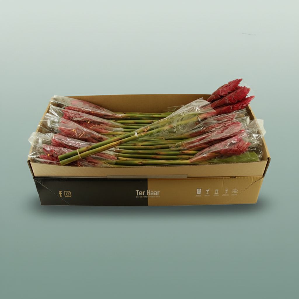 Pink Alpinea Cut Stems – 90cm