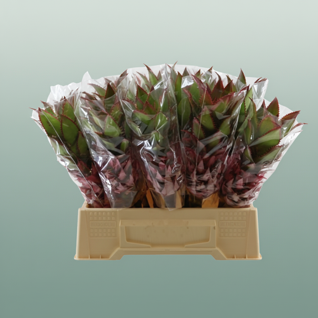 Pink Ananas Nina – 40cm Stems