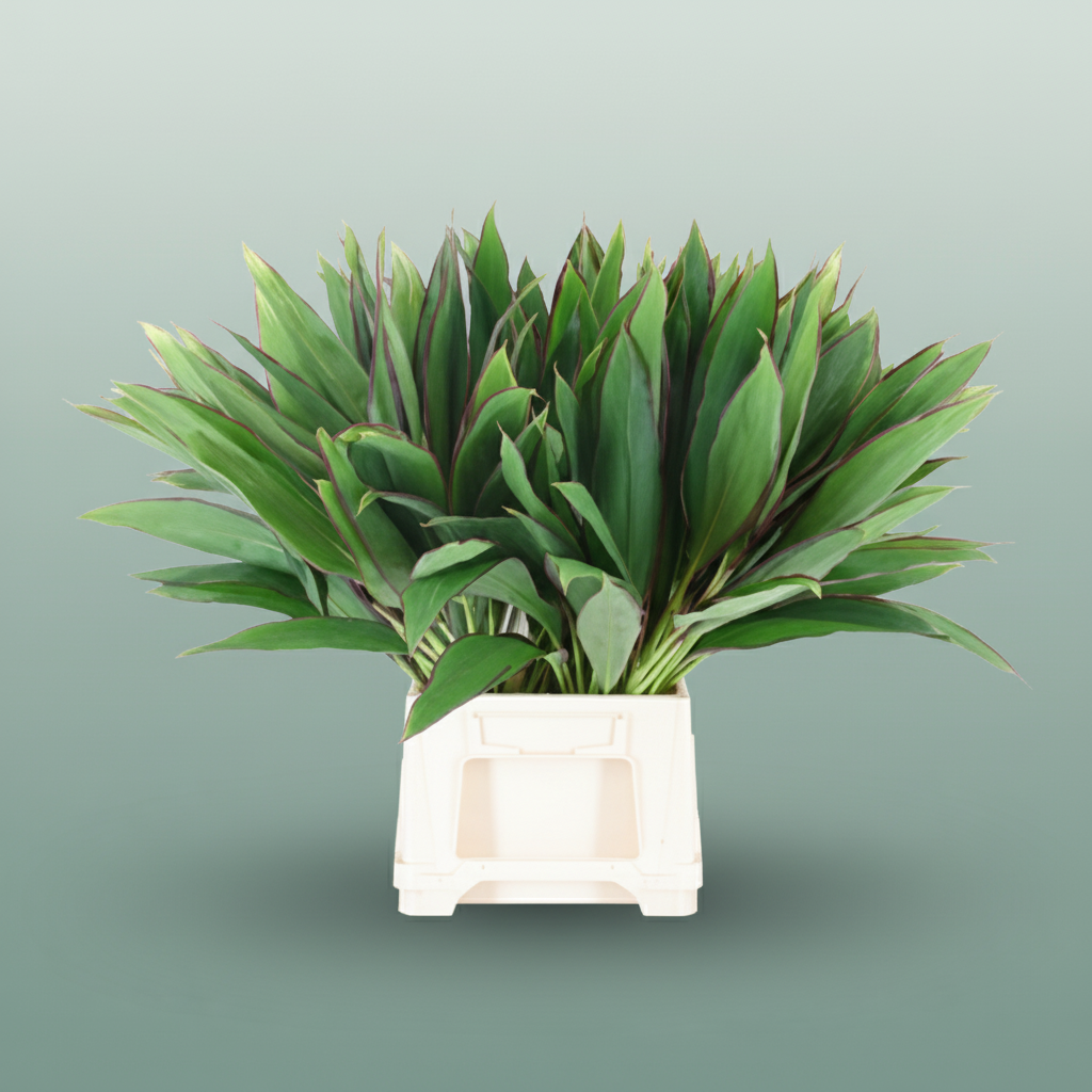 Cordyline Lemon Red Edge Top - Plastic