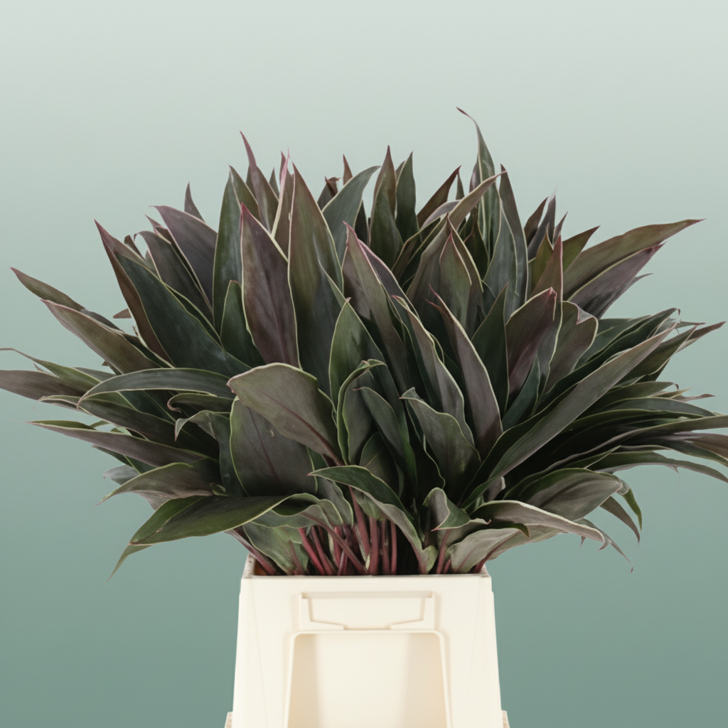 Cordyline - Plastic