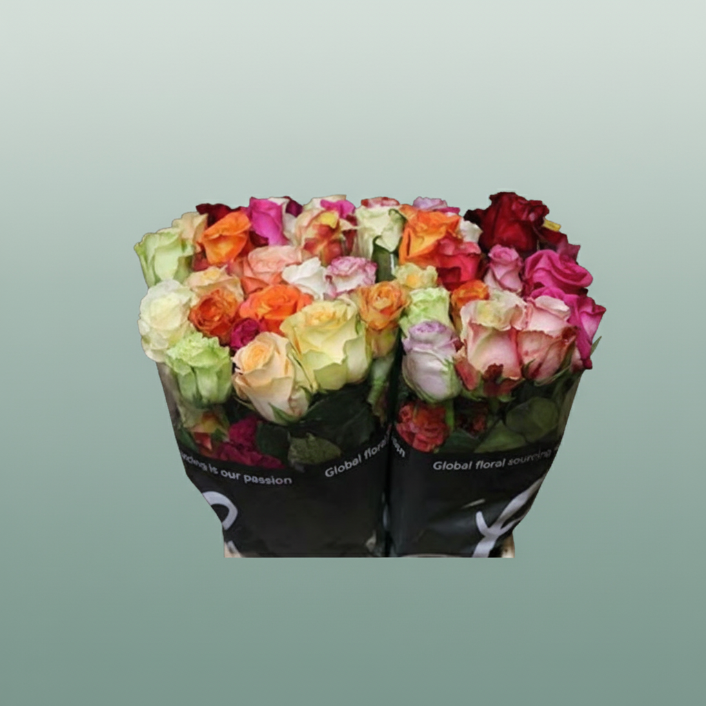 Rose Eq Mix Rainbow