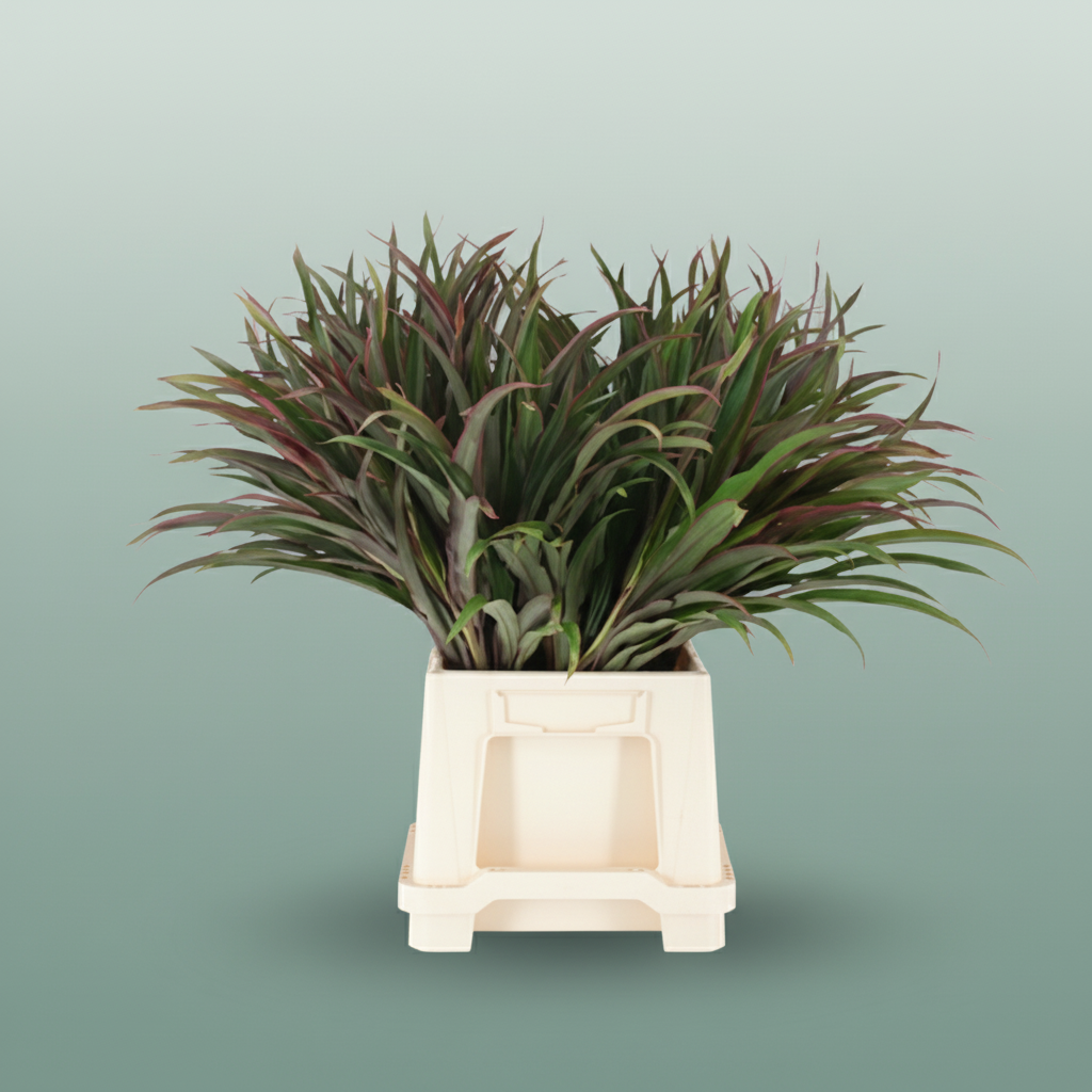 Cordyline Chicken Tail Top - Plastic