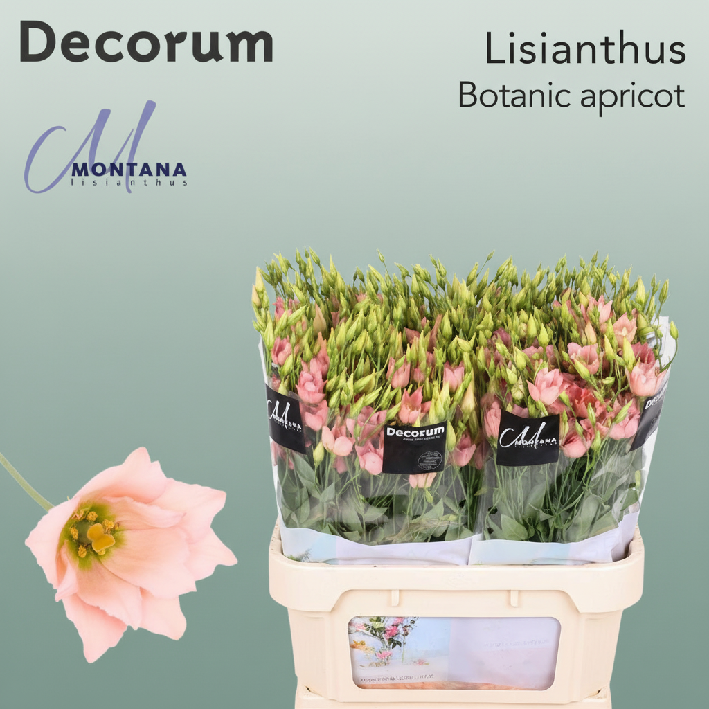 Apricot Lisianthus ‘Macherie’ – 70cm Stems