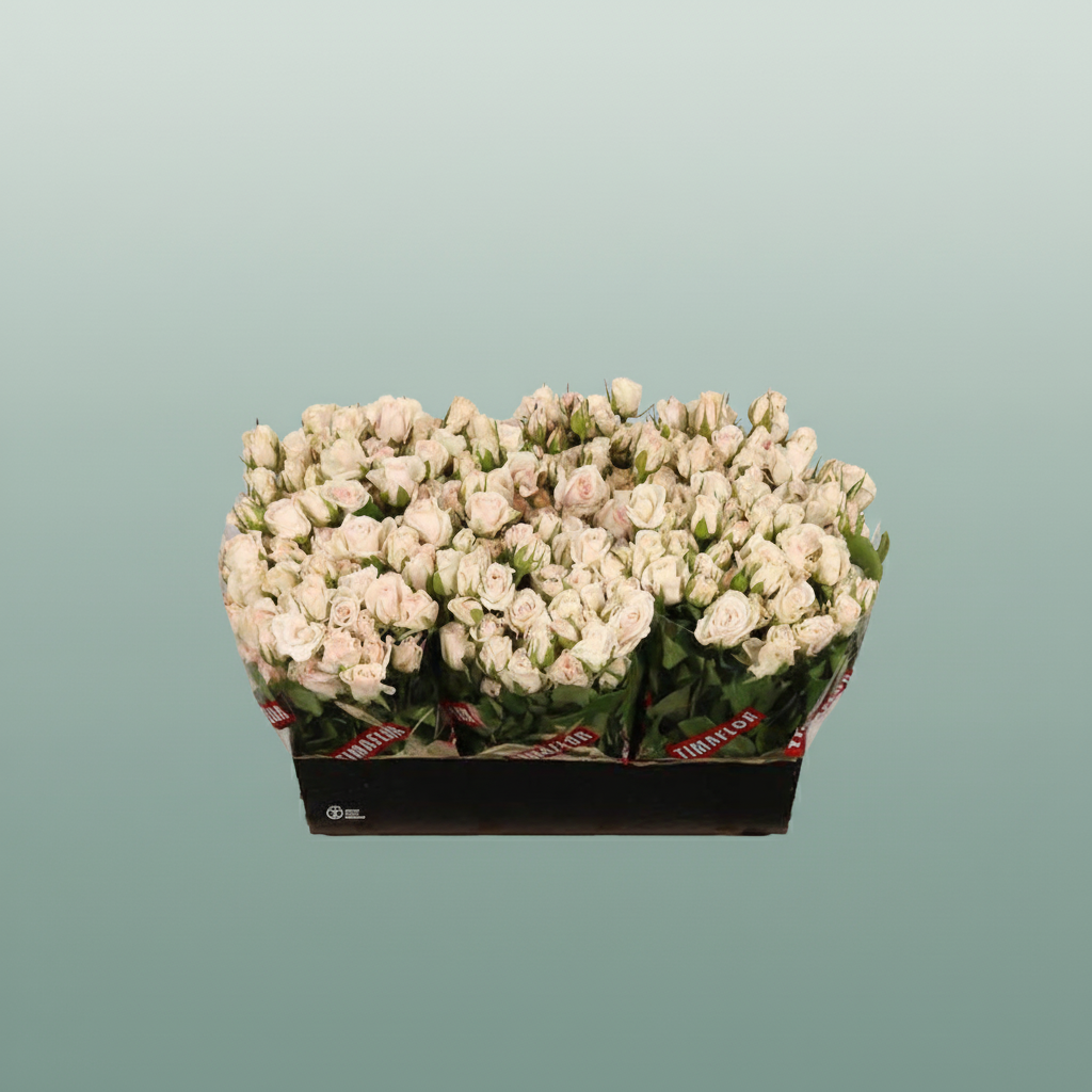 Spray Rose - Rosa - Royal Porcelina