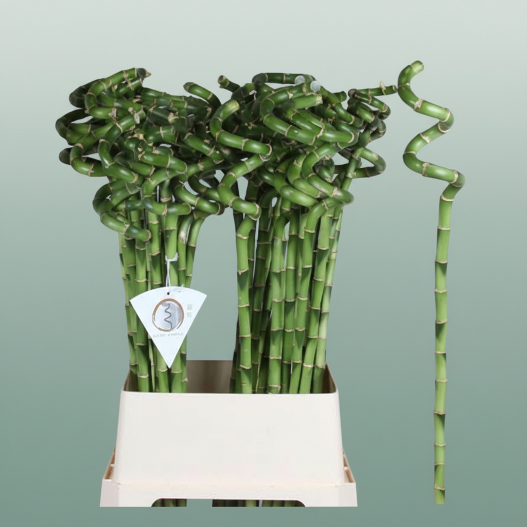 Lucky Bamboo - Dracaena - Lucky Bamboo