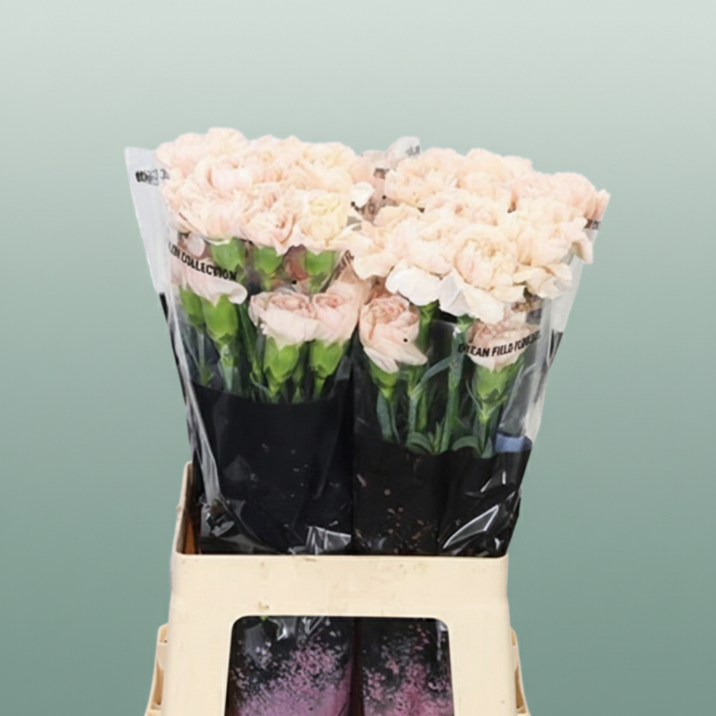 Standard Carnation - Dianthus - Lizzy